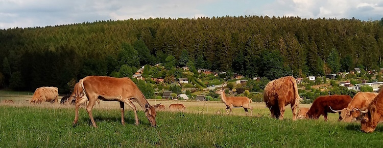 Bild "Willkommen:Hirsche_Zipfel_750px.jpg"
